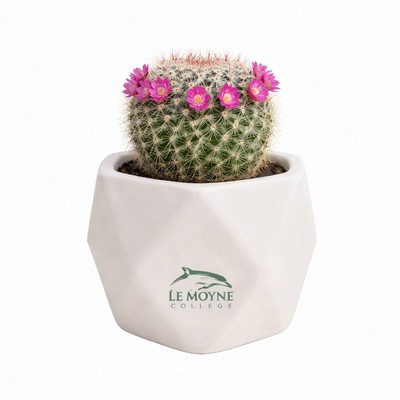 Assorted Cactus in White Ceramic Pot