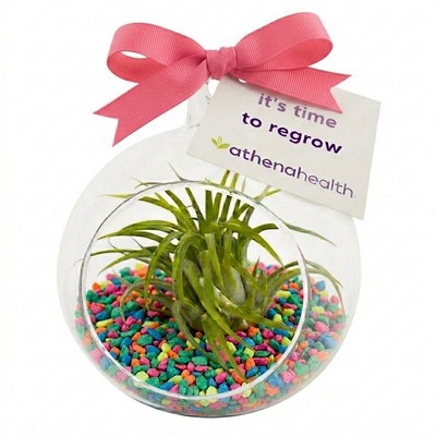 Air Plant Terrarium Kit with Neon Rainbow Pebble Rocks