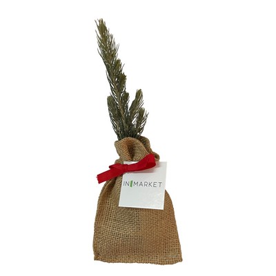Live Colorado Blue Spruce Tree Seedling in Burlap Bag